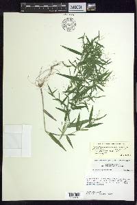 Dichanthelium dichotomum var. ramulosum image