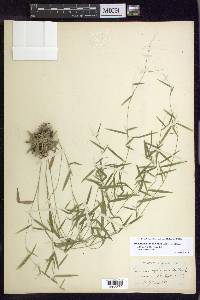 Dichanthelium lucidum image