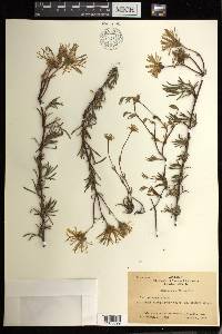 Lampranthus filicaulis image