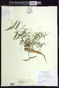 Dichanthelium dichotomum var. ramulosum image