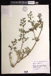 Trianthema portulacastrum image