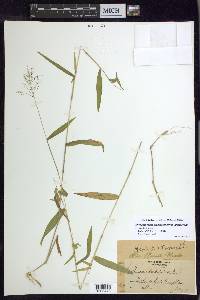 Dichanthelium dichotomum var. ramulosum image