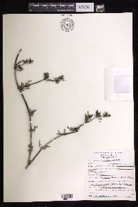 Sesuvium portulacastrum image