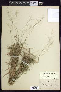 Dichanthelium dichotomum var. dichotomum image