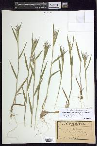 Panicum acuminatum image