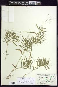 Dichanthelium dichotomum var. dichotomum image