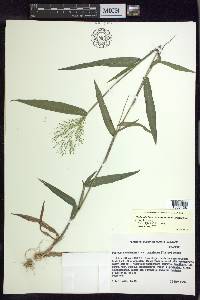 Dichanthelium dichotomum var. ramulosum image