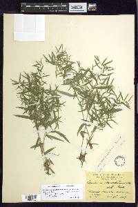 Dichanthelium dichotomum var. ramulosum image