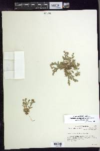 Cerastium beeringianum image