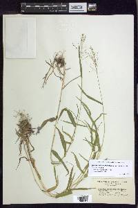 Dichanthelium dichotomum var. ramulosum image