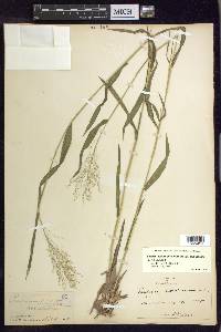 Dichanthelium dichotomum var. ramulosum image