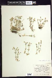 Cerastium beeringianum image