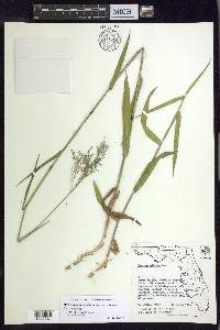 Dichanthelium dichotomum var. nitidum image