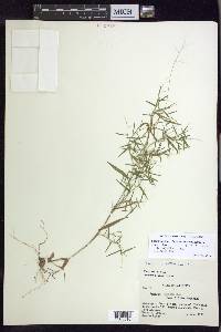 Dichanthelium dichotomum var. nitidum image