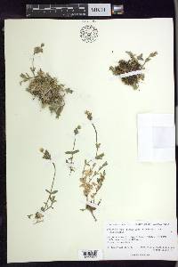 Cerastium beeringianum image