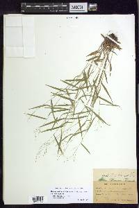 Dichanthelium dichotomum var. dichotomum image