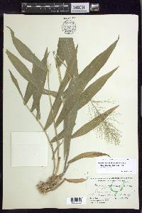 Dichanthelium polyanthes image