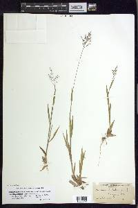 Panicum acuminatum image