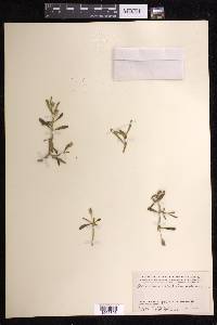 Sesuvium portulacastrum image