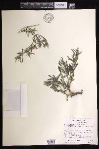 Sesuvium portulacastrum image