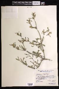 Sesuvium portulacastrum image