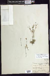 Eremogone kingii var. glabrescens image