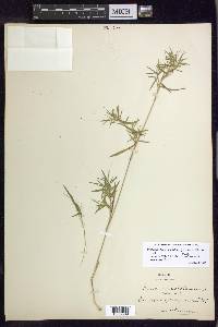 Dichanthelium ensifolium var. ensifolium image