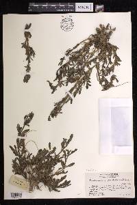 Sesuvium portulacastrum image