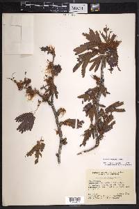 Calliandra molinae image