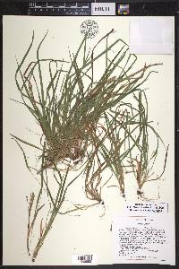 Carex cumberlandensis image