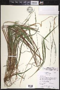 Carex radfordii image