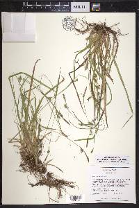 Carex styloflexa image