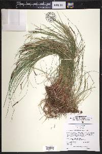 Carex lucorum image