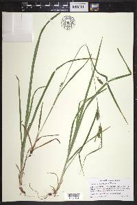 Carex grisea image