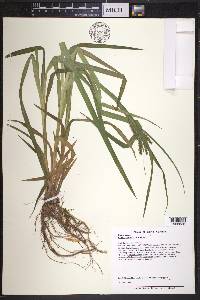 Carex scabrata image