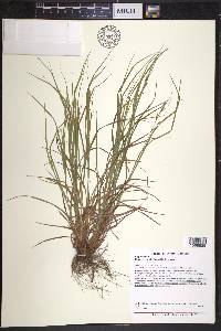 Carex swanii image