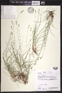 Carex texensis image