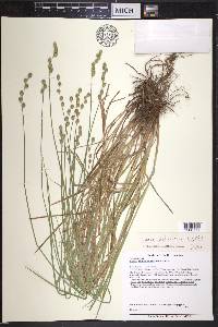 Carex festucacea image