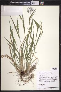 Carex kraliana image