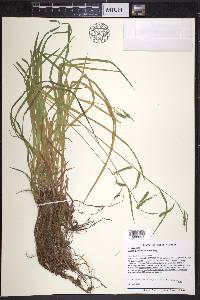 Carex prasina image