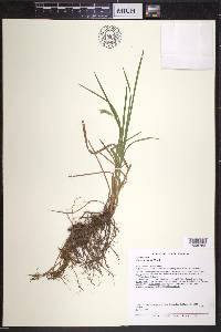 Carex prasina image