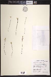 Bartonia verna image