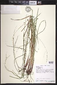 Carex debilis var. debilis image