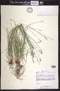 Carex texensis image