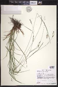 Carex swanii image