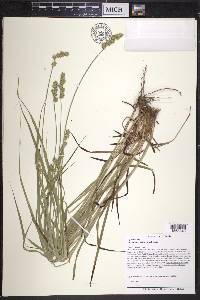 Carex aggregata image