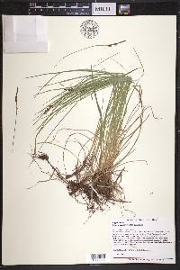 Carex albicans var. albicans image