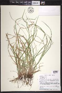 Carex debilis var. debilis image