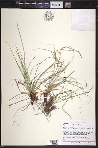 Carex nigromarginata image