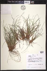 Carex tonsa image